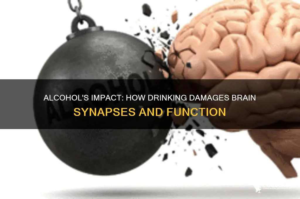 how alcohol damages synapses