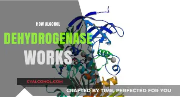 Understanding Alcohol Dehydrogenase: The Enzyme Behind Alcohol Metabolism