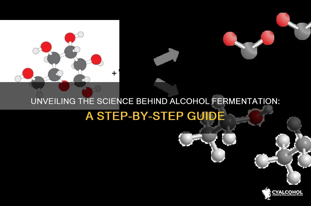 how alcohol fermentation works