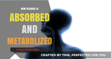 Understanding Alcohol Absorption and Metabolism: A Comprehensive Guide