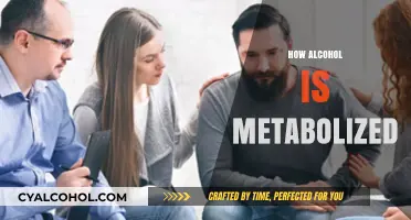Understanding Alcohol Metabolism: How Your Body Processes Every Drink