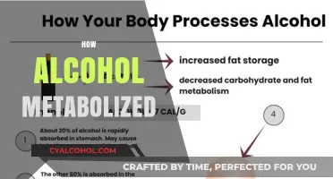 Understanding Alcohol Metabolism: How Your Body Processes Every Drink