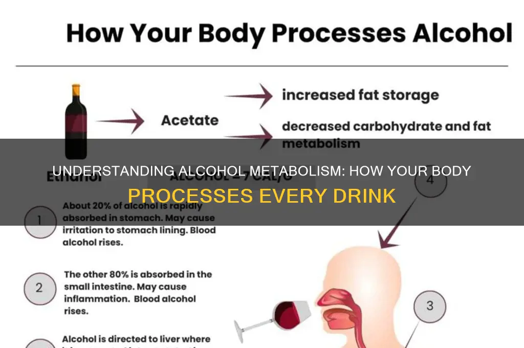 how alcohol metabolized