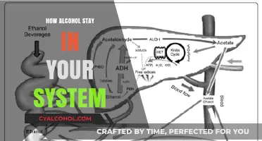 Understanding Alcohol Metabolism: How Long Does It Stay in Your System?
