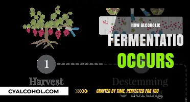 Unveiling the Science Behind Alcoholic Fermentation: A Step-by-Step Process