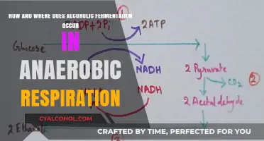 Alcoholic Fermentation: Anaerobic Respiration's Inner Workings