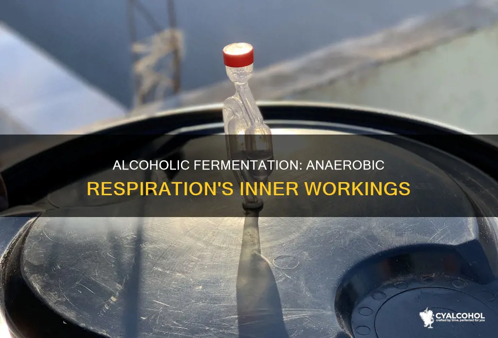 how and where does alcoholic fermentation occur in anaerobic respiration
