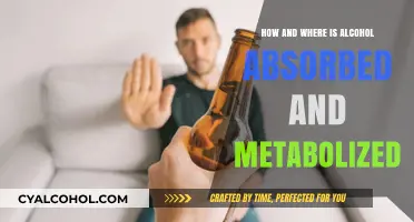 Alcohol Absorption and Metabolism: A Journey Through Your Body