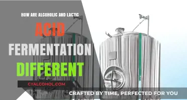 Alcoholic vs. Lactic Acid Fermentation: Key Differences Explained
