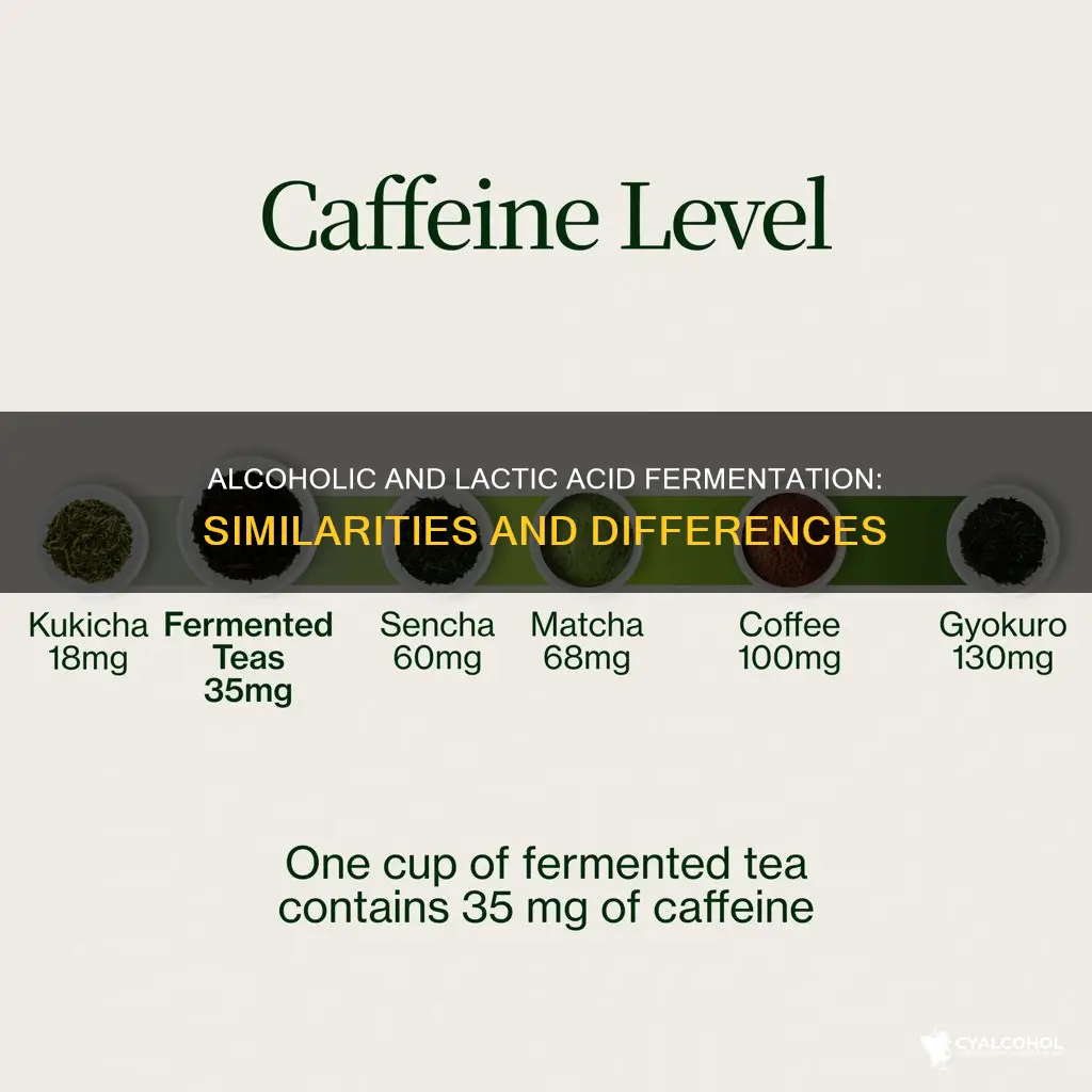 how are alcoholic and lactic acid fermentation similar and different