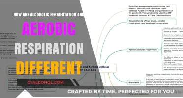 Alcoholic Fermentation vs. Aerobic Respiration: Key Differences Explained