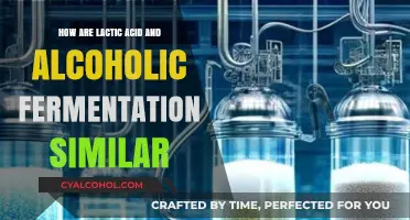 Lactic Acid vs. Alcoholic Fermentation: Shared Processes and Similarities Explained