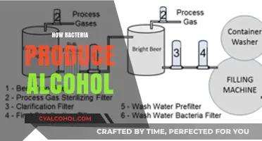 Unveiling the Fermentation Process: How Bacteria Naturally Produce Alcohol