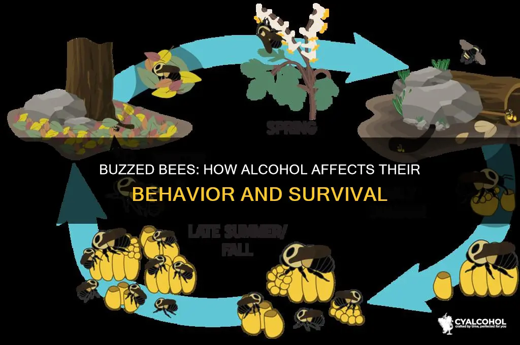 how bees alcohol