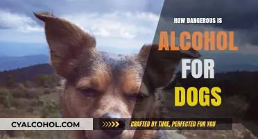 Alcohol and Dogs: Understanding the Hidden Dangers for Your Pet