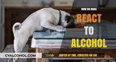 Dogs and Alcohol: Understanding Their Reactions and Risks