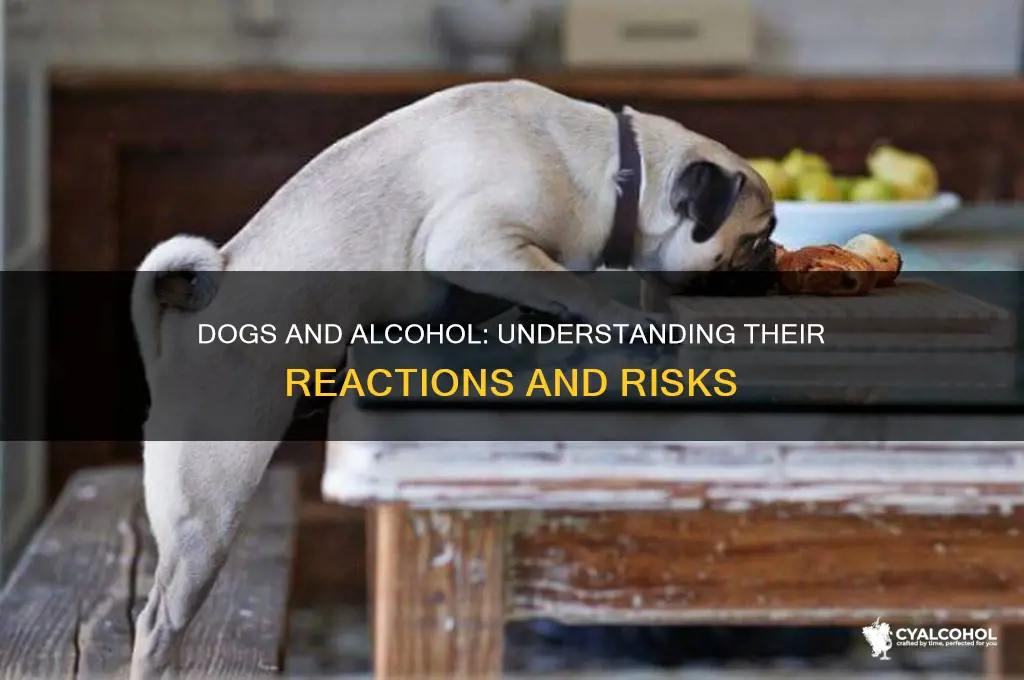 how do dogs react to alcohol