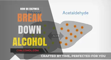 How Enzymes Metabolize Alcohol: The Science Behind Detoxification