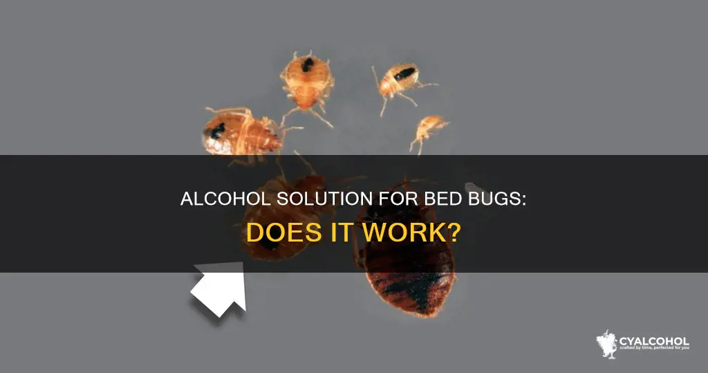 how do i apply alcohol to rid of bed bugs