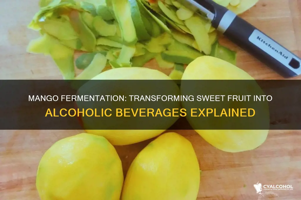 how do mangos convert to alcohol