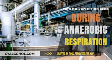 Plants' Anaerobic Respiration: Coping with Ethyl Alcohol