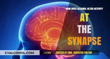 Alcohol's Impact: Unraveling Synaptic Activity Alterations at the Synapse