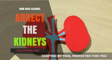 Alcohol's Impact on Kidney Health: Understanding the Risks and Effects