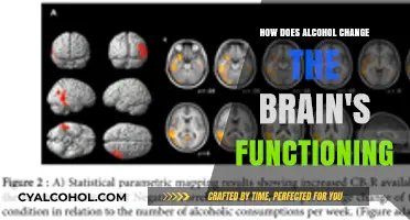 Alcohol's Impact: Unraveling How Drinking Alters Brain Function and Behavior