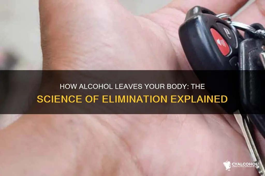 how does alcohol come out of your system