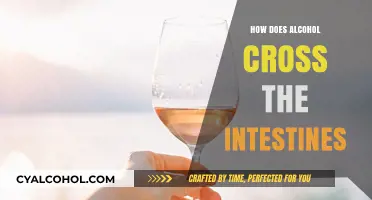 Alcohol Absorption: How It Crosses the Intestines and Enters the Bloodstream