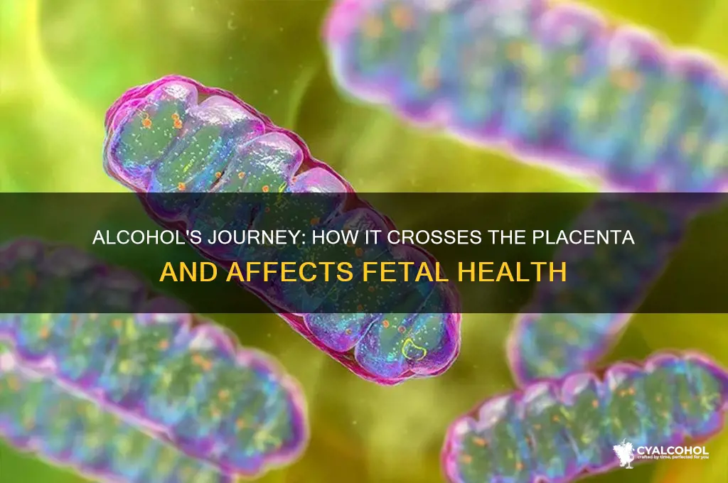 how does alcohol cross the placenta