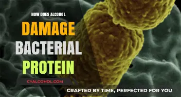 Alcohol's Impact: Disrupting Bacterial Protein Function and Structure Explained