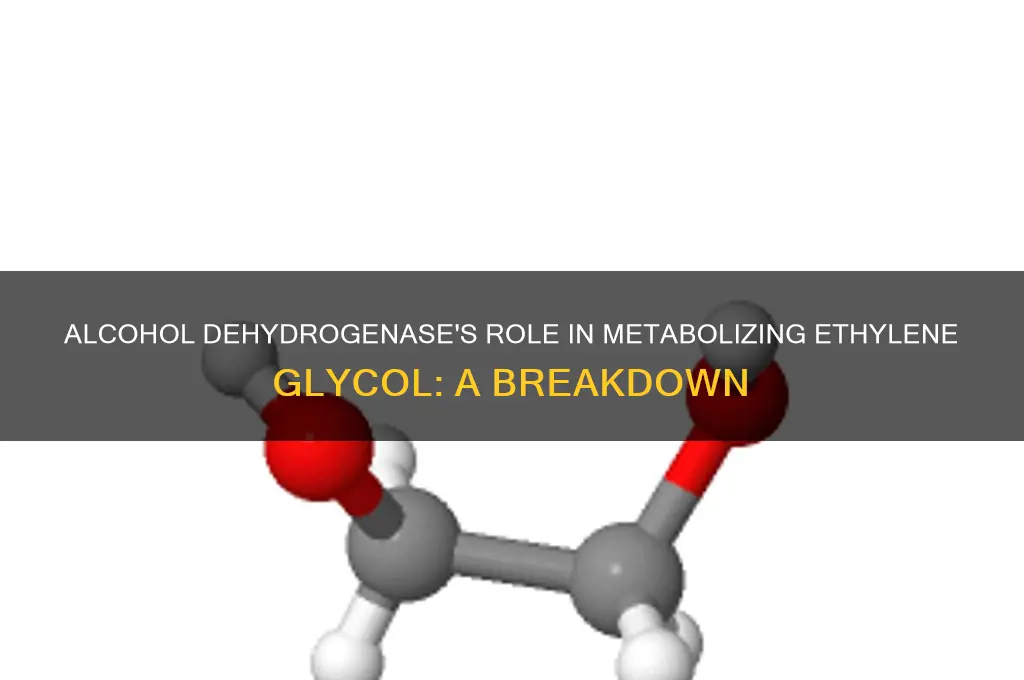how does alcohol dehydrogenase work with ethylene glycol