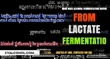 Alcohol vs. Lactate Fermentation: Key Differences and Processes Explained