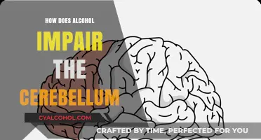 Alcohol's Impact: How Drinking Disrupts Cerebellum Function and Coordination