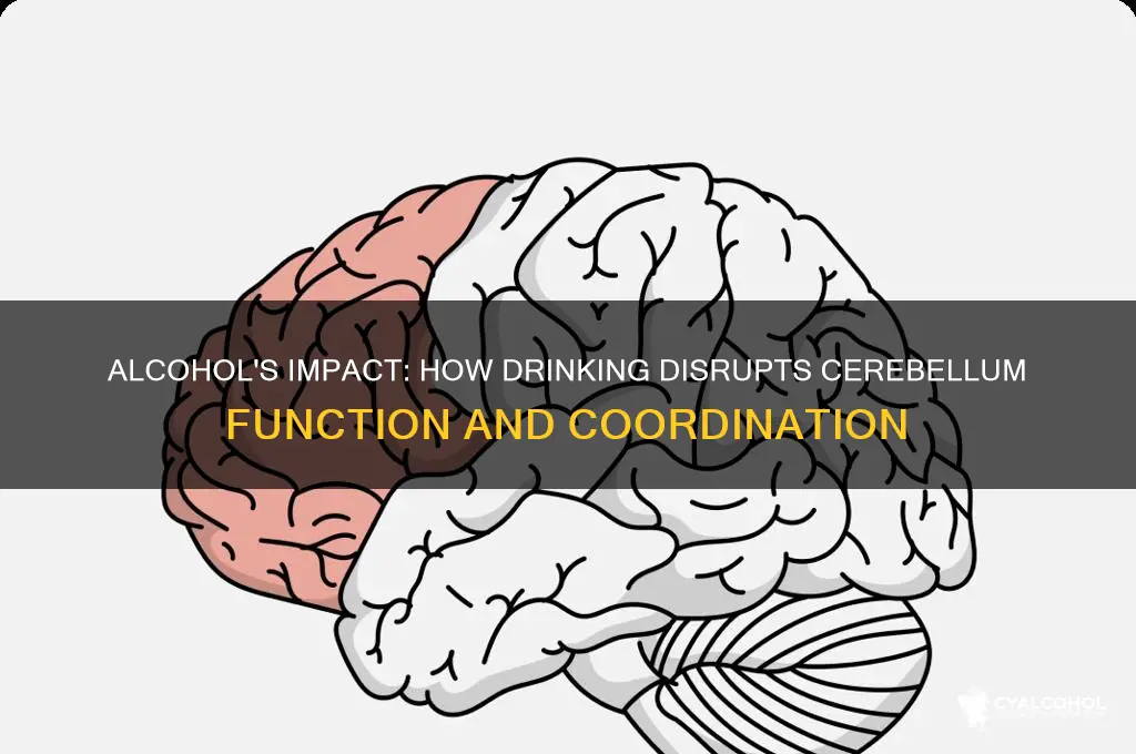 how does alcohol impair the cerebellum