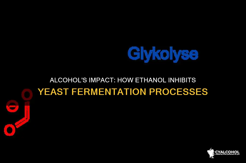 how does alcohol inhibit fermenation yeast