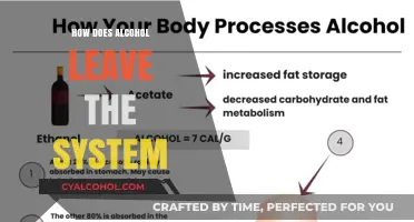 Understanding Alcohol Metabolism: How Your Body Eliminates Alcohol