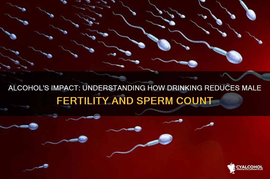 how does alcohol lower sperm count