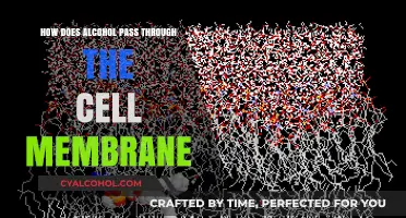 Alcohol's Journey: How It Crosses the Cell Membrane Barrier