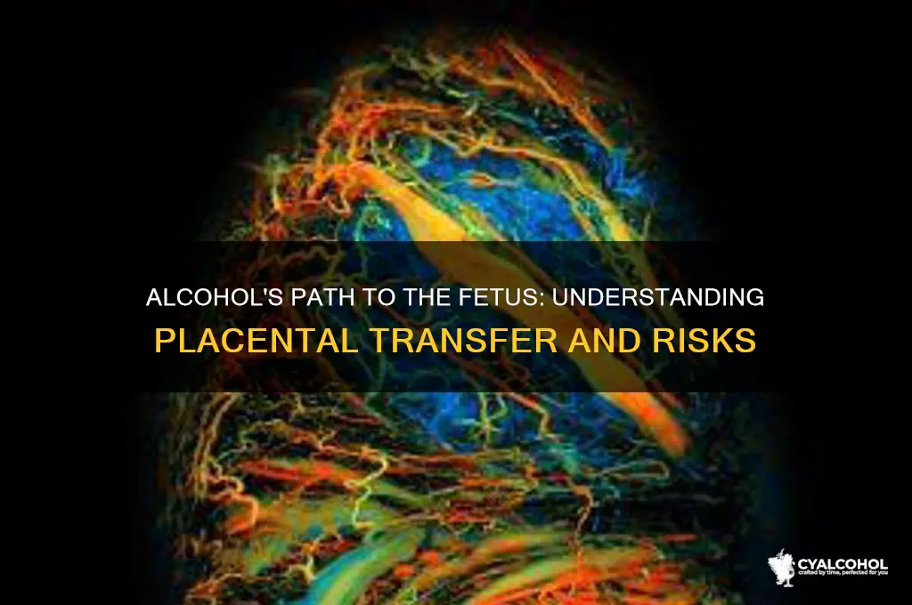how does alcohol reach the fetus