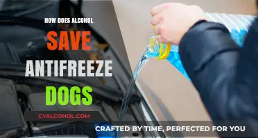 Alcohol's Role in Saving Antifreeze-Poisoned Dogs: A Lifesaving Treatment