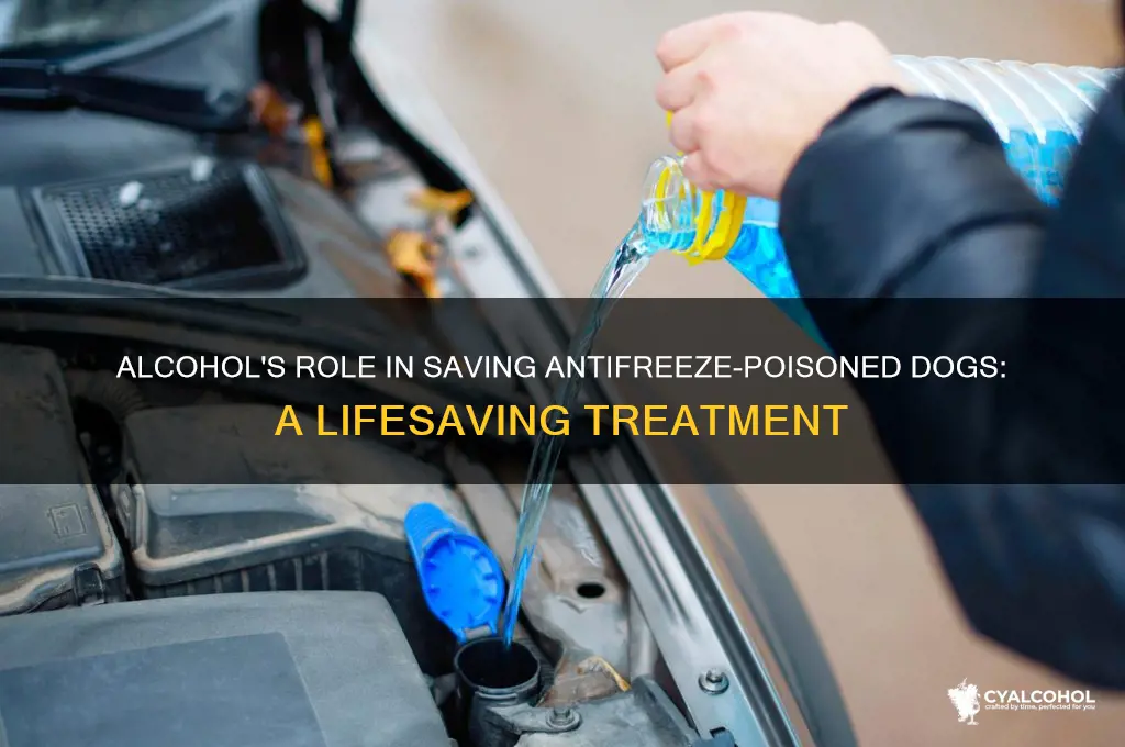 how does alcohol save antifreeze dogs