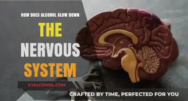Alcohol's Impact: How It Slows Down Your Nervous System Explained