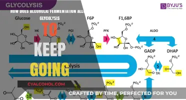 Fermentation: Glycolysis' Alcoholic Friend