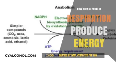 Unraveling Alcoholic Respiration: How Cells Generate Energy from Ethanol Metabolism