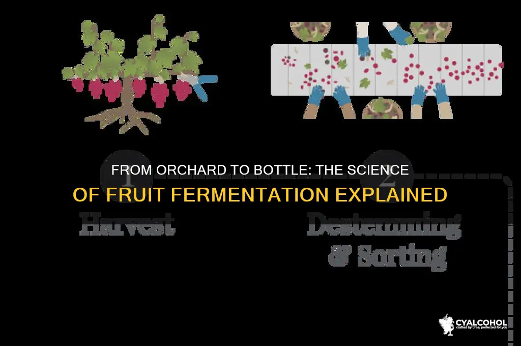 how does fruit turn into alcohol