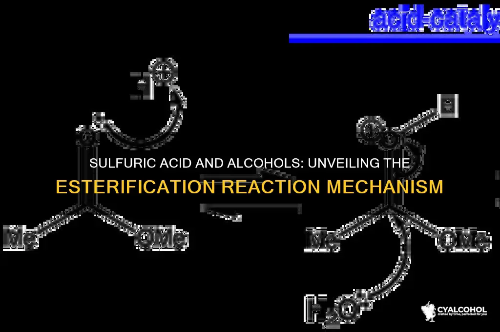 how does h2so4 react with alcohols