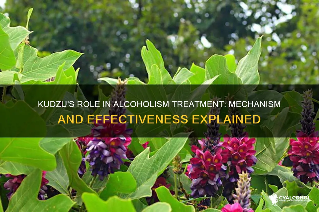 how does kudzu work for alcoholism