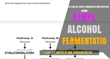 Lactic Acid vs. Alcohol Fermentation: Key Differences Explained